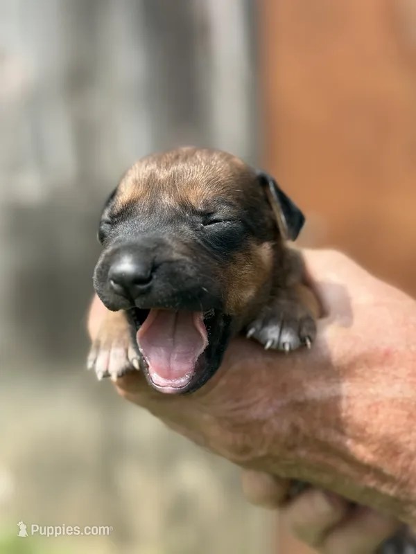 Ms. Red – Rhodesian Ridgeback puppy for sale in Greenville, MI