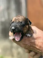 Ms. Red, a female Rhodesian Ridgeback for sale in Greenville, MI – 1 of 10