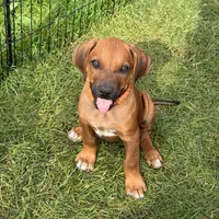 RR Puppy, a  Rhodesian Ridgeback for sale in Greenville, MI – 4 of 10