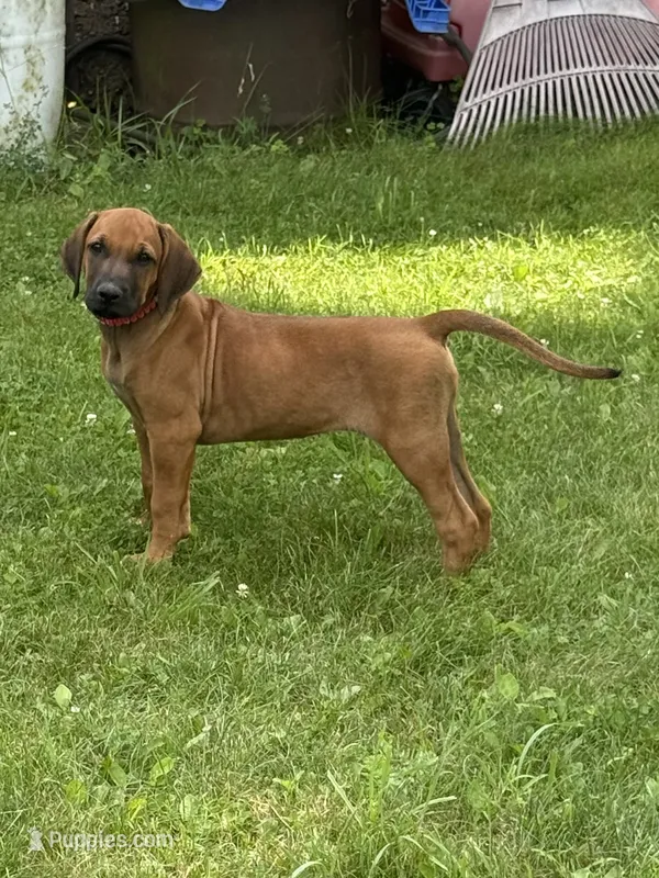 Ms. Rainbow – Rhodesian Ridgeback puppy for sale in Greenville, MI