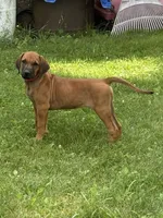 Ms. Rainbow, a female Rhodesian Ridgeback for sale in Greenville, MI – 3 of 9