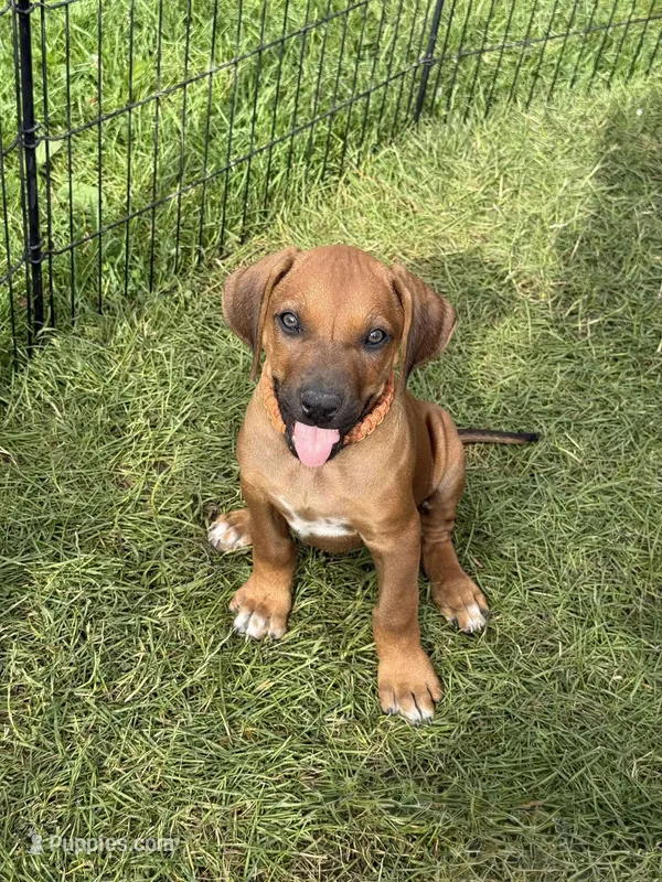 Ms. Orange  – Rhodesian Ridgeback puppy for sale in Greenville, MI