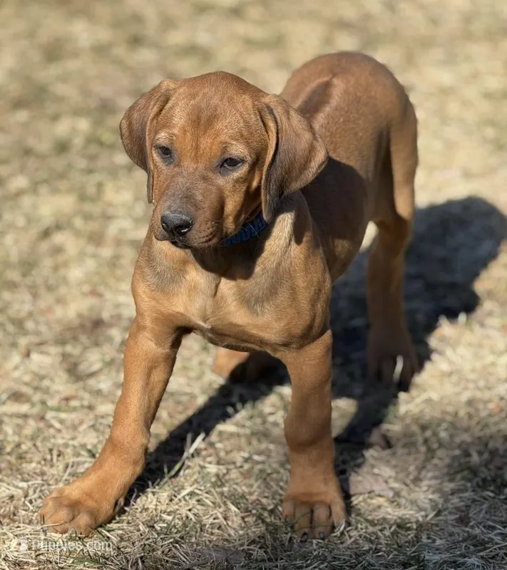 RR Puppy – Rhodesian Ridgeback puppy for sale in Greenville, MI
