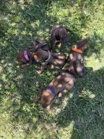 Ms. Orange, a female Rhodesian Ridgeback for sale in Greenville, MI – 7 of 10