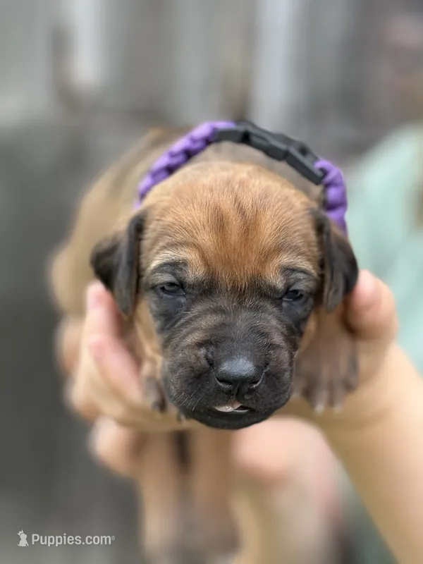 Ms. Girl – Rhodesian Ridgeback puppy for sale in Greenville, MI