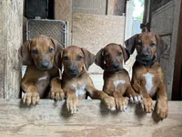 Little Girl, a  Rhodesian Ridgeback for sale in Greenville, MI – 5 of 10