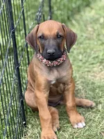 Ms. Rainbow, a female Rhodesian Ridgeback for sale in Greenville, MI – 4 of 10