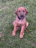 Ms. Purple, a female Rhodesian Ridgeback for sale in Greenville, MI – 5 of 8