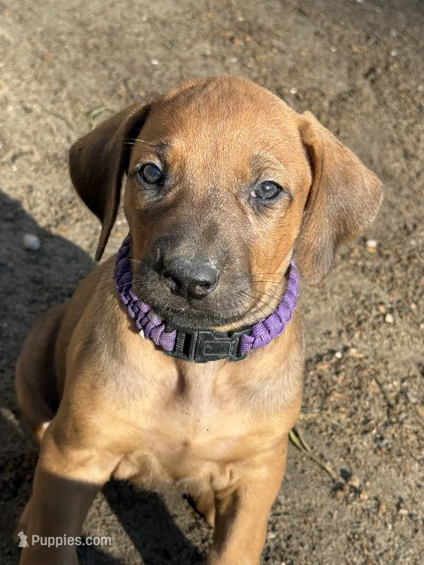 Ms. Purple – Rhodesian Ridgeback puppy for sale in Greenville, MI