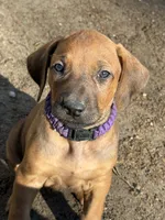 Ms. Purple, a female Rhodesian Ridgeback for sale in Greenville, MI – 1 of 8