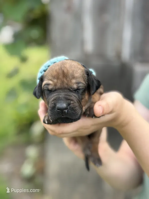 Ms. Girl – Rhodesian Ridgeback puppy for sale in Greenville, MI