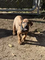 Ms. Purple, a female Rhodesian Ridgeback for sale in Greenville, MI – 6 of 8