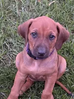 Ms. Purple, a female Rhodesian Ridgeback for sale in Greenville, MI – 7 of 8