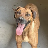 Ms. Pink, a female Rhodesian Ridgeback for sale in Greenville, MI – 7 of 10
