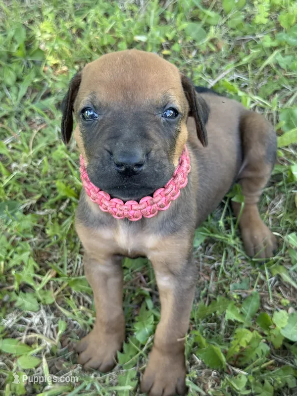 Ms. Pink – Rhodesian Ridgeback puppy for sale in Greenville, MI