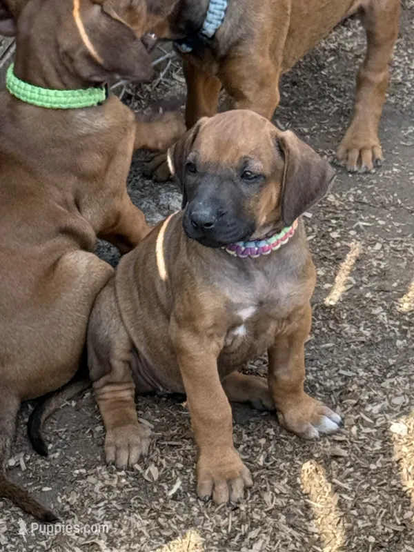 Ms. Rainbow – Rhodesian Ridgeback puppy for sale in Greenville, MI