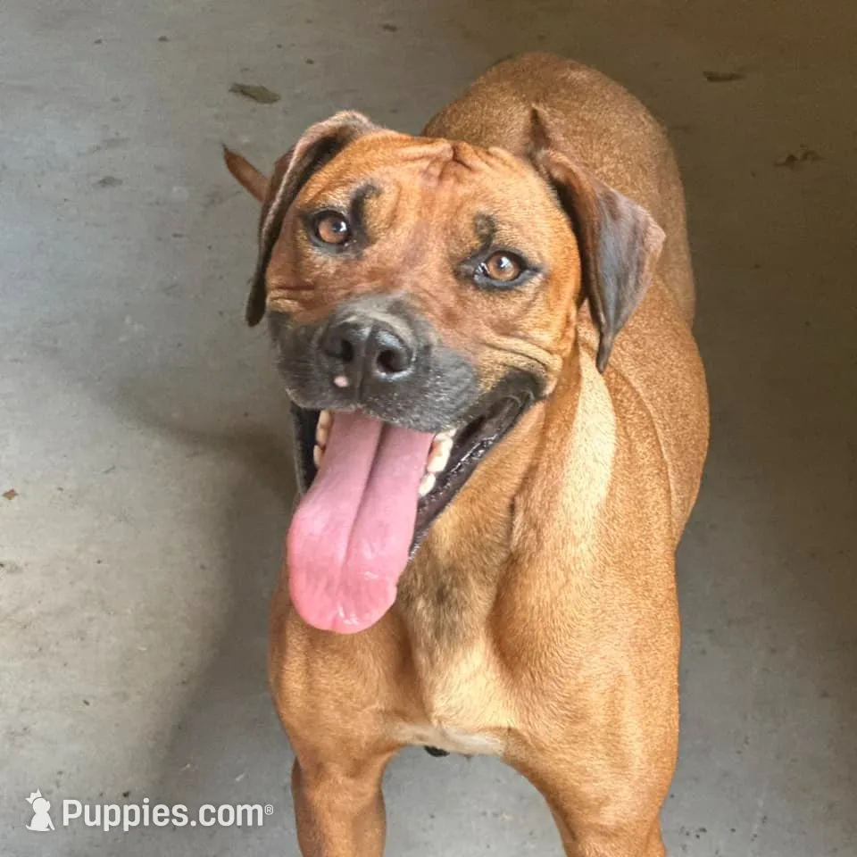 Ms. Purple, a female Rhodesian Ridgeback for sale in Greenville, MI – 6 of 9