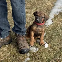 Ms. Red, a female Rhodesian Ridgeback for sale in Greenville, MI – Photo 4 of 10