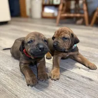 Ms. Red, a female Rhodesian Ridgeback for sale in Greenville, MI – Photo 6 of 10