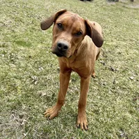 Ms. Red, a female Rhodesian Ridgeback for sale in Greenville, MI – Photo 10 of 10