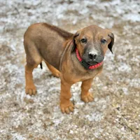 Ms. Red, a female Rhodesian Ridgeback for sale in Greenville, MI – Photo 2 of 10