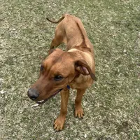Ms. Red, a female Rhodesian Ridgeback for sale in Greenville, MI – Photo 9 of 10