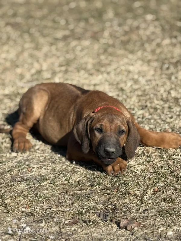 Ms. Red – Rhodesian Ridgeback puppy for sale in Greenville, MI