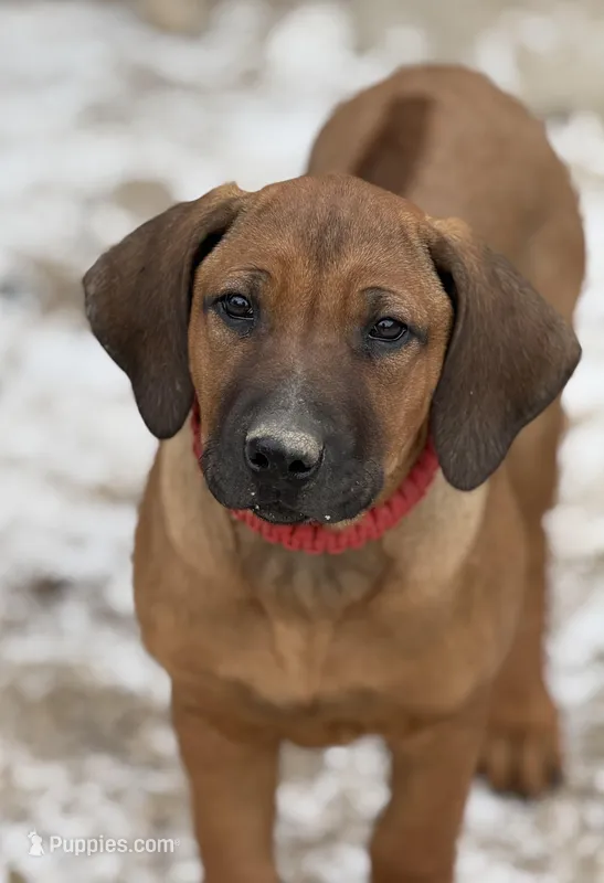 Ms. Red – Rhodesian Ridgeback puppy on hold in Greenville, MI
