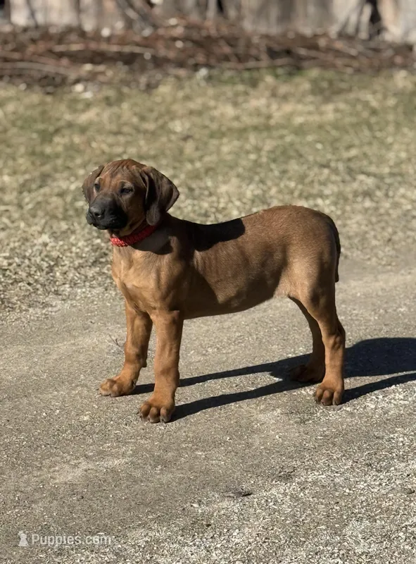 Ms. Red – Rhodesian Ridgeback puppy for sale in Greenville, MI