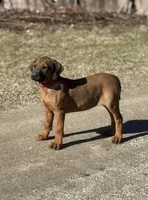 Ms. Red, a female Rhodesian Ridgeback for sale in Greenville, MI – Photo 3 of 10