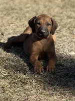 Ms. Red, a female Rhodesian Ridgeback for sale in Greenville, MI – Photo 5 of 10