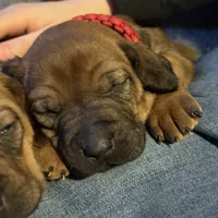 Ms. Red, a female Rhodesian Ridgeback for sale in Greenville, MI – Photo 7 of 10