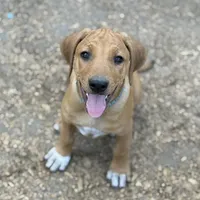 Ms. Purple, a female Rhodesian Ridgeback for sale in Greenville, MI – 2 of 9