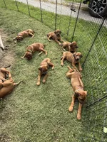 Ms. Orange, a female Rhodesian Ridgeback for sale in Greenville, MI – 5 of 10