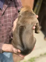Ms. Light Blue, a female Rhodesian Ridgeback for sale in Greenville, MI – 3 of 8