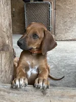 Ms. Orange, a female Rhodesian Ridgeback for sale in Greenville, MI – 2 of 10