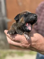 Ms. Pink, a female Rhodesian Ridgeback for sale in Greenville, MI – 2 of 10