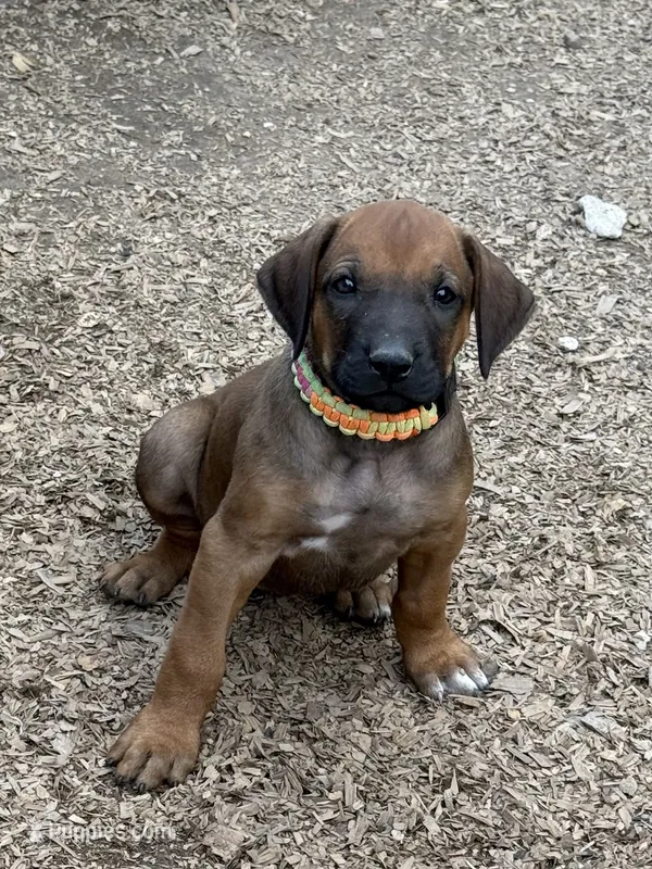 Ms. Rainbow – Rhodesian Ridgeback puppy for sale in Greenville, MI