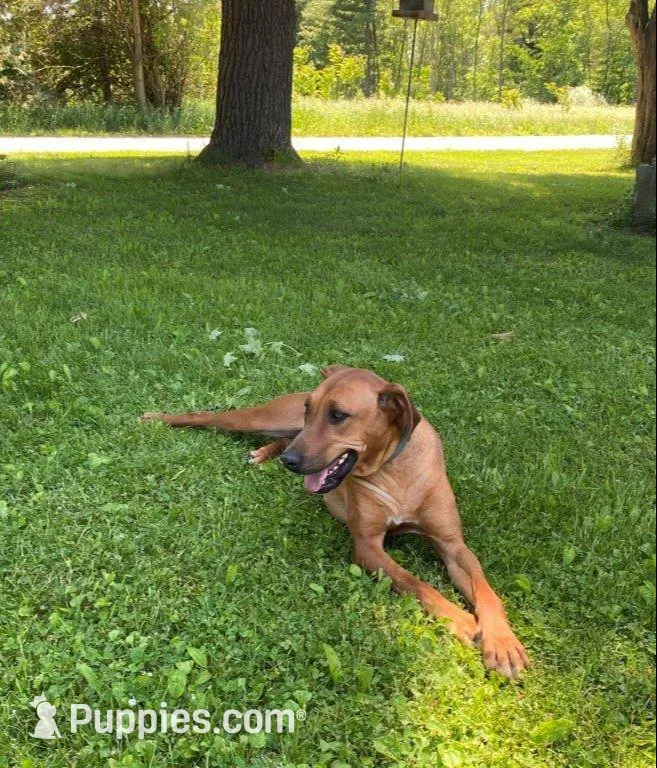 Ms. Green, a female Rhodesian Ridgeback for sale in Greenville, MI – 9 of 9