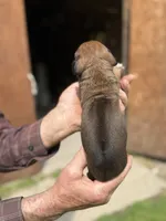 Ms. Red, a female Rhodesian Ridgeback for sale in Greenville, MI – 3 of 10