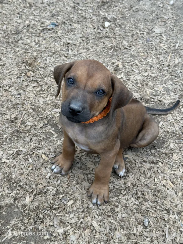 Ms. Orange – Rhodesian Ridgeback puppy for sale in Greenville, MI