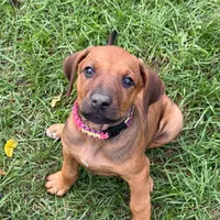 RR Puppy, a  Rhodesian Ridgeback for sale in Greenville, MI – 7 of 10