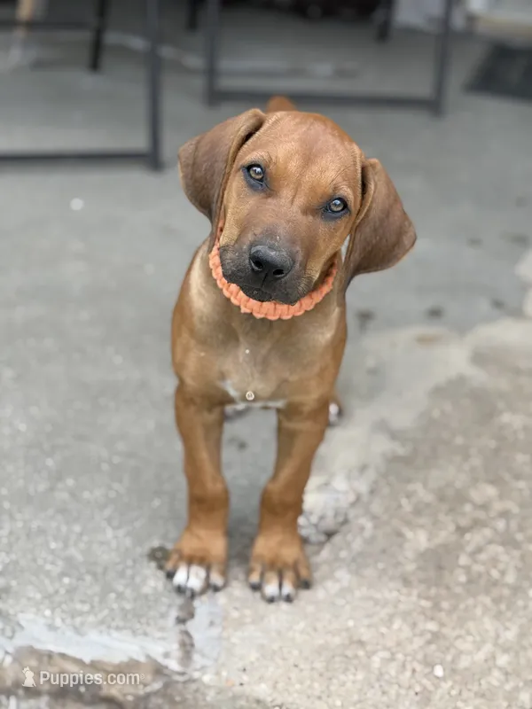 Ms. Orange – Rhodesian Ridgeback puppy for sale in Greenville, MI