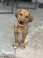 Ms. Orange, a female Rhodesian Ridgeback for sale in Greenville, MI – 1 of 10