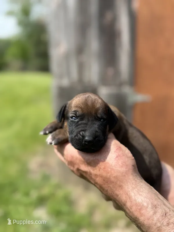 Ms. Green – Rhodesian Ridgeback puppy for sale in Greenville, MI