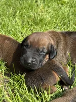 Ms. Orange, a female Rhodesian Ridgeback for sale in Greenville, MI – 6 of 10