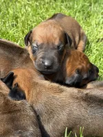 Ms. Yellow, a female Rhodesian Ridgeback for sale in Greenville, MI – 4 of 10