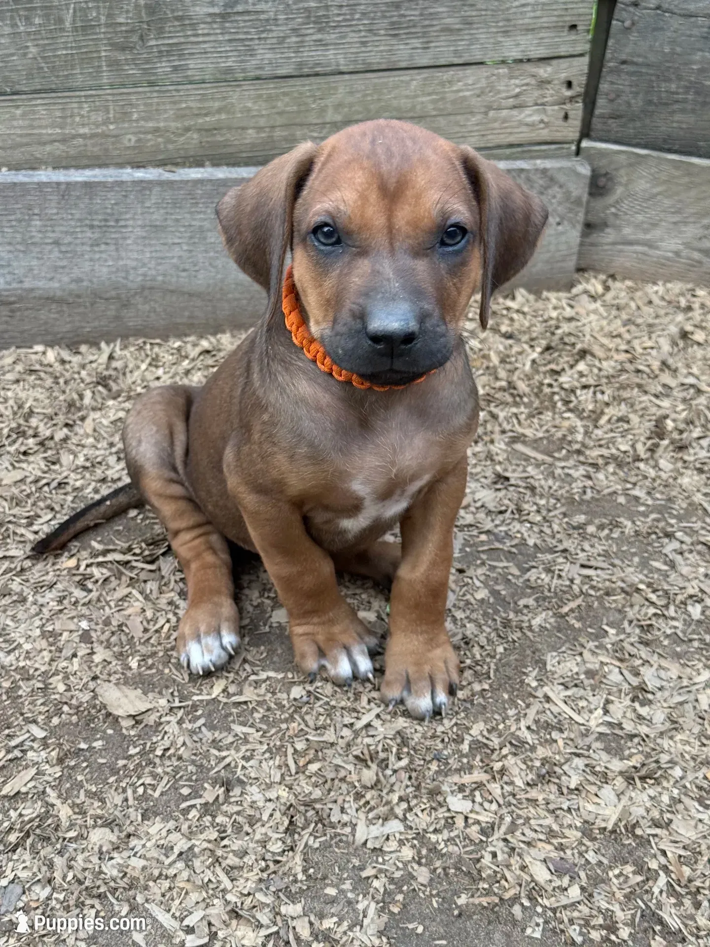 Ms. Orange, a female Rhodesian Ridgeback for sale in Greenville, MI – 6 of 10