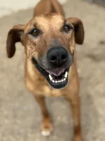 Ms. Red, a female Rhodesian Ridgeback for sale in Greenville, MI – 7 of 10