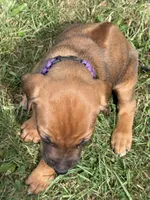 Ms. Purple, a female Rhodesian Ridgeback for sale in Greenville, MI – 2 of 10